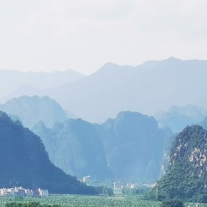 凤兮凤兮归故乡