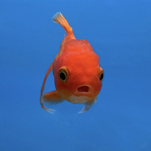 Los Malaventurados Si Lloran