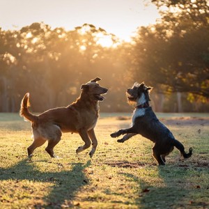 Armonía Canina: Música Para La Relajación De Perros