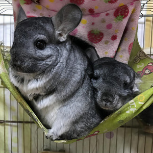 9月8日，给Kitty和大妞的歌 (Piano Ver.)