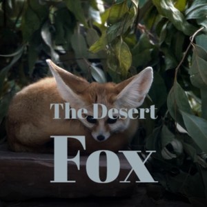 The Desert Fox