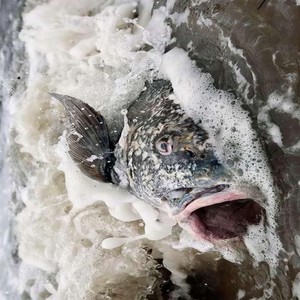 Life Sucks(with Shane)