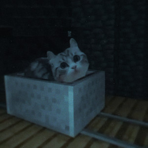 kitten in a minecart