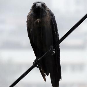 乌鸦