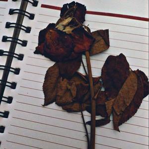 Vertrocknete Rosen (Explicit)