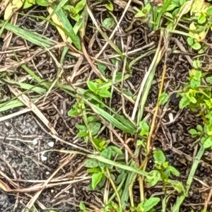 better on the gram (feat. NICK03) (Explicit)