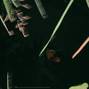 wolves (feat. DRK) (Explicit)