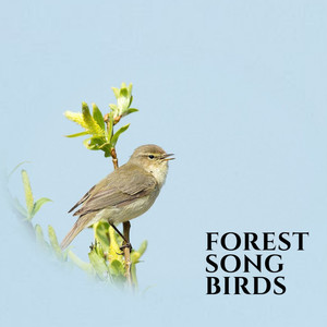 Forest Song Birds