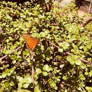 since you been gone (Explicit)