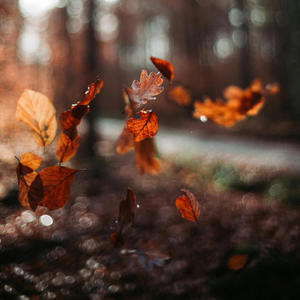 Dance of the Autumn Leaves
