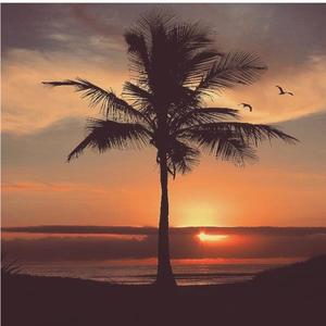 Palm Tree (feat. Lord Vazer, Tyler Nicholas Casey & LUCXKY) (Explicit)