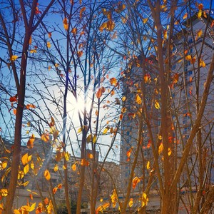 鸟登枝头牙牙语