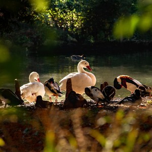 Pond Song Blues