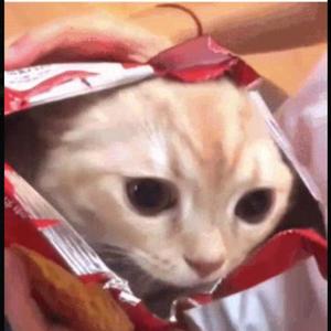 $uICIDEWAVE// (Explicit)