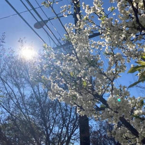 candy corn, blonde hair (feat. sean franco) (Explicit)