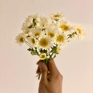 데이지 (Demo)