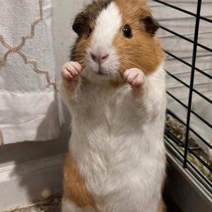 TRIPPIN (feat. 27Mirr & G5) (Explicit)