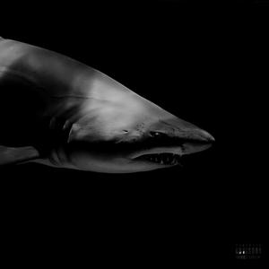 Shark Freestyle(feat. Lil Van) (Explicit)