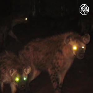 Shadowban (feat. Sbember) (Explicit)