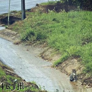 adderall (feat. bat64, lexa903 & 4KFM) (Explicit)