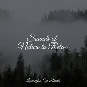 Sounds of Nature to Relax