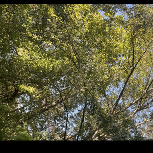 lotta red soda (feat. 111dior)