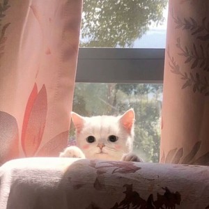 白月光和朱砂痣