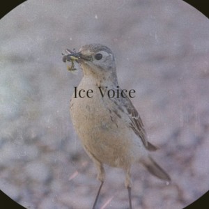 Ice Voice