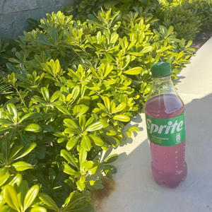 Dirty Sprite (Explicit)