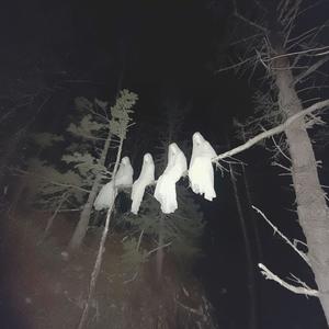 Dance For Me (Explicit)