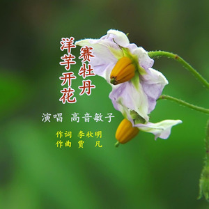 洋芋开花赛牡丹