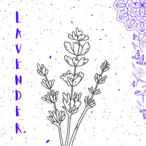 Lavender