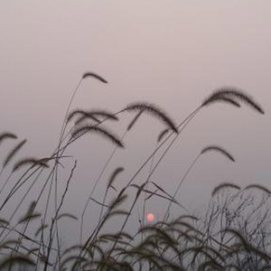 樱花树下的约定