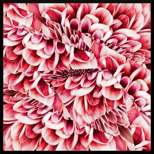 Chrysanthemum