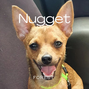 Nugget