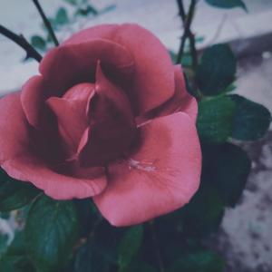 茧·剑网三剧情版