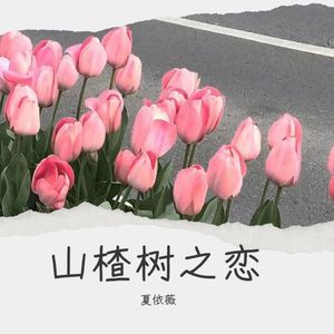 山楂树之恋