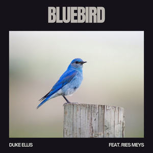 Bluebird