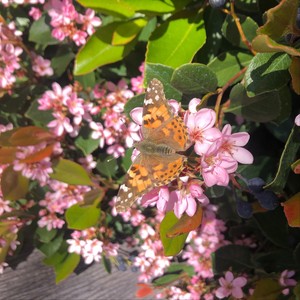 She Moved Through the Fair (Explicit)