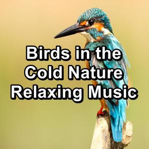 Birds in the Cold Nature Relaxing Music