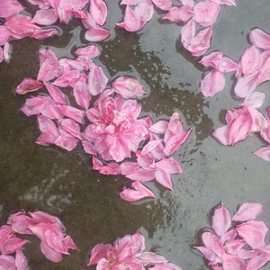 开往春天的列车