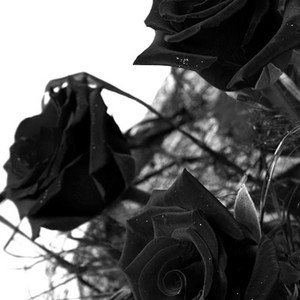 Black Roses