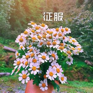醉倾城