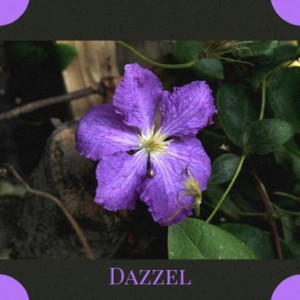 Dazzel