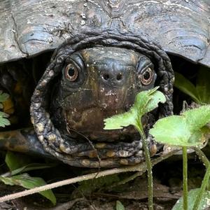 Raindrops On A Turtles Shell