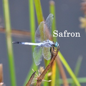 Safron