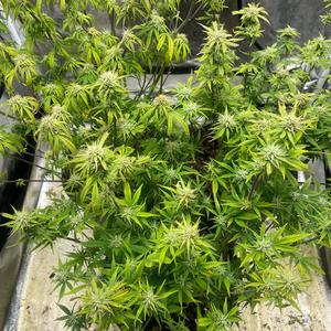 Hear My Kry (Explicit)