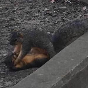 2007 ipod birds(feat. Internet Pornography)