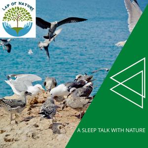 A Sleep Talk With Nature