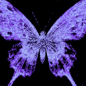 black butterfly spirit animal (original cassette jam)